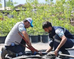 Büyükşehir’in fidanlığı Kocaeli’ni yeşillendiriyor