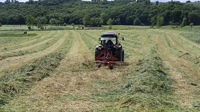 Kocaeli’nde “süt otu” hasadı başladı