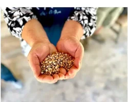 Köylünün toprağına, Urla’nın börülcesine sahip çıkıyoruz