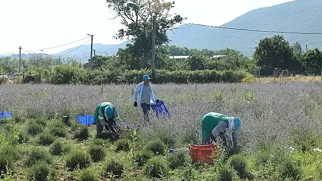 Nilüfer’de lavanta hasadı başladı