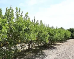 Organik atıklar toprak iyileştirici ürüne dönüştürüldü