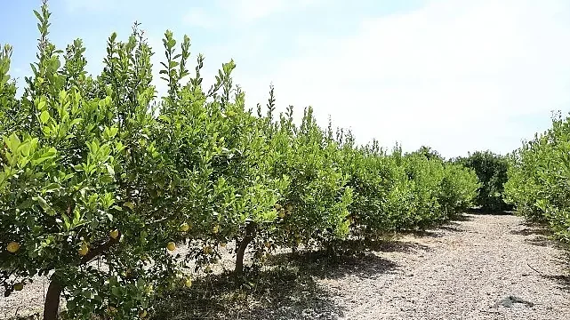 Organik atıklar toprak iyileştirici ürüne dönüştürüldü