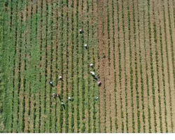 Tıbbi ve aromatik bitkilerin bahar temizliği yapılıyor
