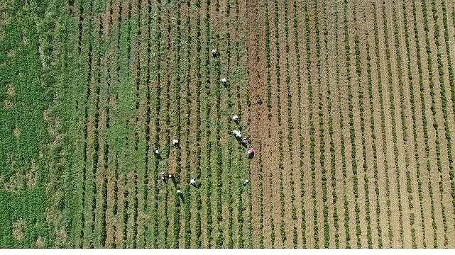 Tıbbi ve aromatik bitkilerin bahar temizliği yapılıyor