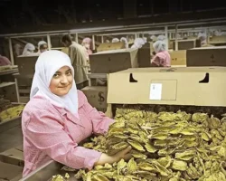 Tütün sektörü 7 yıl sonra ihracatta 1 milyar dolar sınırını aştı