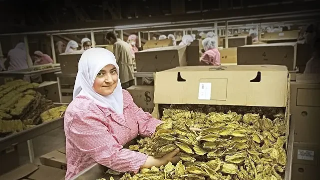 Tütün sektörü 7 yıl sonra ihracatta 1 milyar dolar sınırını aştı