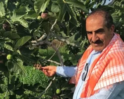 Cennet meyvesi incirler oldu ihracat yolculuğu başladı