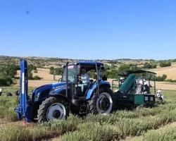 Kocaeli’de kekik hasadı başladı