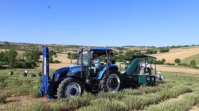 Kocaeli’de kekik hasadı başladı
