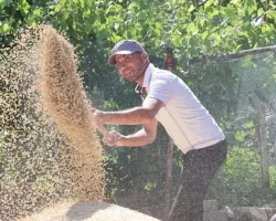 Korkuteli Yeşiloba Yaylası’nda buğday hasadı başladı