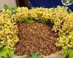 Kuru meyve sektöründe 12 ihracat şampiyonunun 11’i Egeli