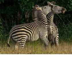 ‘Nehirde Yaşam Mücadelesi’ 2 Ağustos Cumartesi 20.00’de National Geographic WILD Ekranlarında İzleyicilerle Buluşuyor!