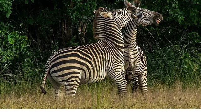 ‘Nehirde Yaşam Mücadelesi’ 2 Ağustos Cumartesi 20.00’de National Geographic WILD Ekranlarında İzleyicilerle Buluşuyor!