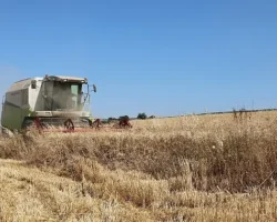 Nilüfer’de buğday hasadı başladı