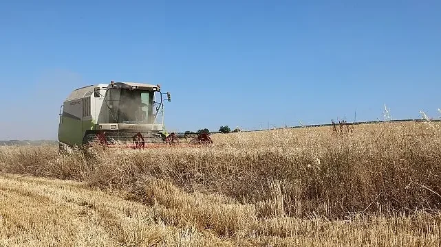 Nilüfer’de buğday hasadı başladı