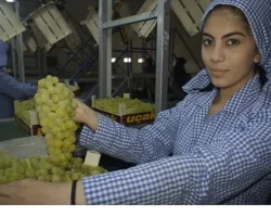 Superior Seedless çeşidi sofralık üzümün ihracat yolculuğu 16 Temmuz’da başladı