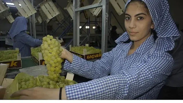 Superior Seedless çeşidi sofralık üzümün ihracat yolculuğu 16 Temmuz’da başladı