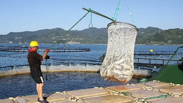 Türk somonunda hedef ihracatı 1 milyar doların üzerine taşımak