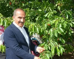 Uçak; “Don kirazı, kiraz ihracatı vurdu”