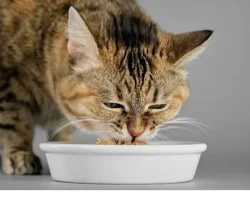 Veteriner Hekimlerden Yaz Alarmı: Kedi ve Köpekleriniz İçin Hemen Uygulayabileceğiniz 7 Öneri