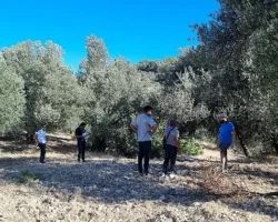 Zeytinin Ulaşım Yolları Araştırılıyor