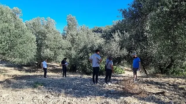 Zeytinin Ulaşım Yolları Araştırılıyor