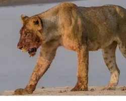 ‘Afrika’nın Nehir Devleri’ 9 Ağustos Cumartesi 20.00’de National Geographic WILD Ekranlarında İzleyicilerle Buluşuyor!