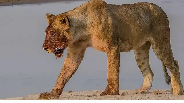 ‘Afrika’nın Nehir Devleri’ 9 Ağustos Cumartesi 20.00’de National Geographic WILD Ekranlarında İzleyicilerle Buluşuyor!