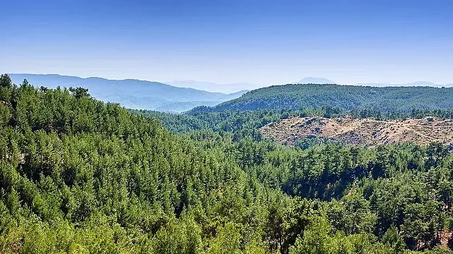ALJ Türkiye’den 1.4 Milyon Fidan ile Başlayan Ağaç Seferberliği