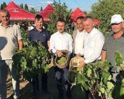 Başkan Büyükakın, İzmit’te üzüm hasadına katıldı