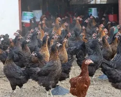 Büyükşehir, yüzde 50 hibeli 16 bin tavuk dağıttı
