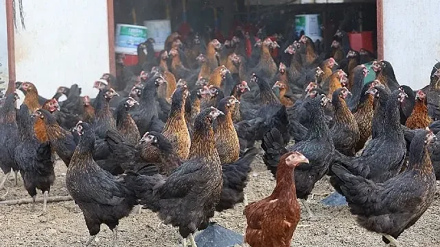 Büyükşehir, yüzde 50 hibeli 16 bin tavuk dağıttı