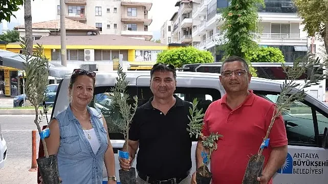 Büyükşehir’den üreticiye zeytin fidanı desteği
