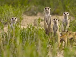 ‘Doğanın Dahileri’, 20 Ağustos Çarşamba 20.00’de National Geographic WILD Ekranlarında!