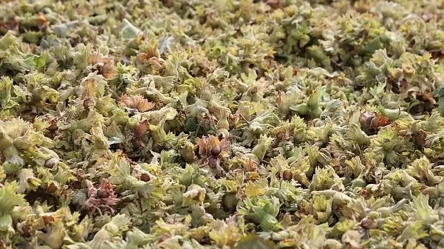 İnegöl Fındığında Hasat Zamanı