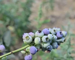 izmir tarım haber; İzmir’in ilk toprağa dikim bluueberryleri hasat edildi