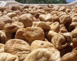 Kuru incirde aflatoksin ve okratoksinle mücadele için üreticilere 19 bin kerevet dağıtıldı