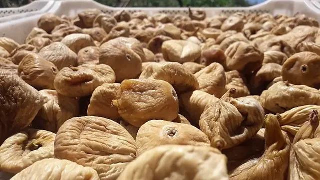 Kuru incirde aflatoksin ve okratoksinle mücadele için üreticilere 19 bin kerevet dağıtıldı