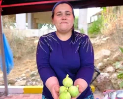 Menemen’de Bozalan İncir Festivali heyecanı yaşanacak