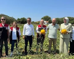 Meşhur Çeşme Kavununda Hasat Zamanı