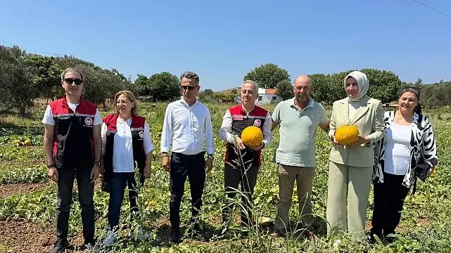 Meşhur Çeşme Kavununda Hasat Zamanı
