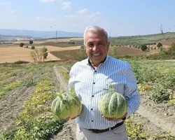 Nilüfer Konaklı’daki kavun üretimi iki kat arttı