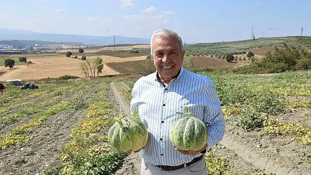 Nilüfer Konaklı’daki kavun üretimi iki kat arttı