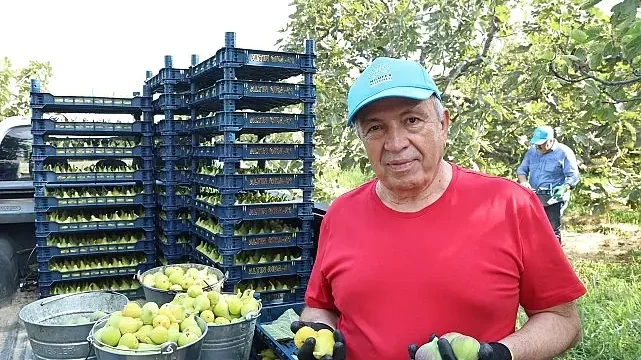 Nilüfer’de incir hasadı başladı