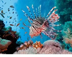 Vahşi Kıyılar Kuşağı’na Özel ‘Resif Avcıları’, 10 Ağustos Pazar 20.00’de National Geographic WILD Ekranlarında!