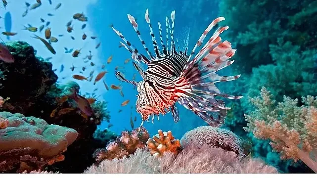 Vahşi Kıyılar Kuşağı’na Özel ‘Resif Avcıları’, 10 Ağustos Pazar 20.00’de National Geographic WILD Ekranlarında!