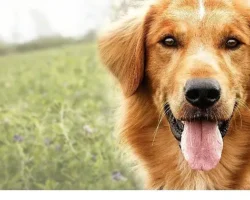 Yapı Kredi bomontiada TV+ Açık Havada Sinema gösterimleri “A Dog’s Purpose” ile yaza veda ediyor