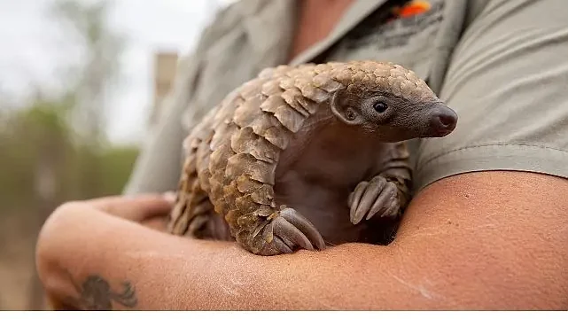 ‘Yavru Hayvanları Kurtarma’, 27 Ağustos Çarşamba 20.00’de National Geographic WILD Ekranlarında!