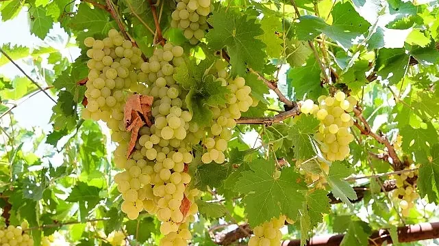 Antalya Büyükşehir’den üzüm sıkma makinesi desteği