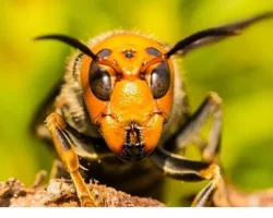 ‘Asya’nın Vahşi Eşek Arıları’, 6 Eylül Cumartesi 20.00’de National Geographic WILD Ekranlarında!